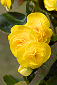 Begonia elatior, gelb