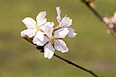 Prunus kurilensis 'Ruby'