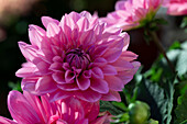 Dahlia x hortensis, pink