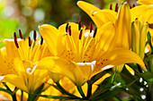 Lilium, yellow