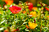 Portulaca grandiflora