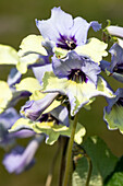 Streptocarpus