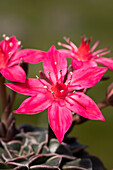 Graptopetalum bellum