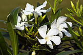 Nerium oleander, white