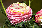 Ranunculus asiaticus, rosa