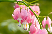 Dicentra spectabilis