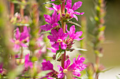 Lythrum salicaria