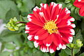Dahlia, red and white