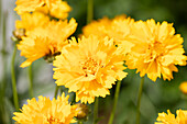 Gaillardia x grandiflora, yellow