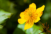 Caltha palustris