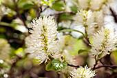 Fothergilla gardenii