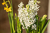 Hyacinthus orientalis, weiß