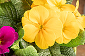 Primula vulgaris, yellow