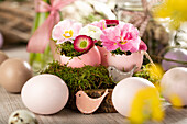 Easter ambience with bellis