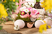 Easter ambience with Bellis