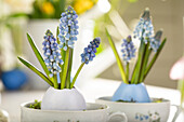 Easter ambience with muscari