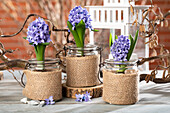 Hyacinthus