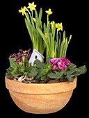 Flower bowl with spring flowers