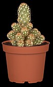 Cactus, globe
