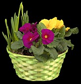 Plant basket with primroses and daffodils