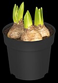 Hyacinthus orientalis White Pearl