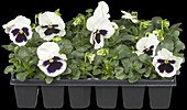 Viola x wittrockiana, violet-white