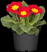 Primula vulgaris, red