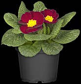 Primula vulgaris, red