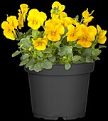 Viola cornuta, yellow