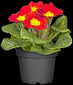 Primula vulgaris, red