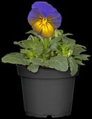 Viola cornuta, yellow-blue