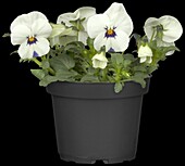 Viola cornuta, white