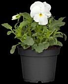 Viola cornuta, white