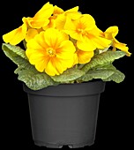 Primula vulgaris, yellow