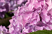 Hydrangea macrophylla, lilac