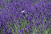 Lavandula angustifolia 'Hidcote Blue'