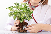 Plant doctor - stethoscope with doctor