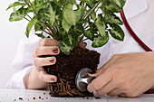 Plant doctor - stethoscope roots