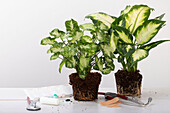Pflanzendoktor - Stethoskop liegend mit zwei Pflanzen
