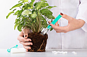 Pflanzendoktor -  Pflanze mit Spritze und Tablette