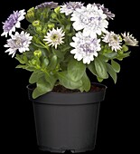 Osteospermum, lila