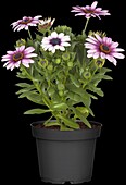 Osteospermum ecklonis, pink