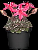 Graptopetalum bellum