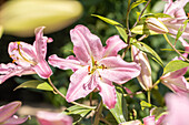 Lilium 'Josephine'