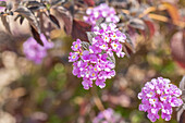 Lantana montevidensis