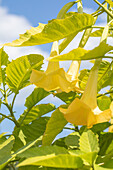 Brugmansia, yellow
