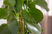 Cissus rhombifolia 'Ellen Danica'