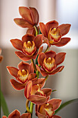 Cymbidium