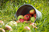 Apples in a bucket