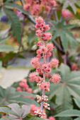 Ricinus communis 'Carmencita Rosa'